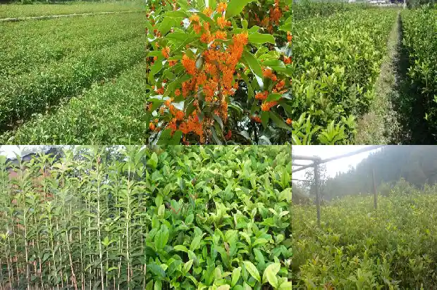 桂花有哪些品种?什么桂花最好吃1685581107776