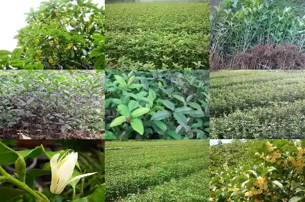 桂花树属于名贵树吗为什么1685581124495