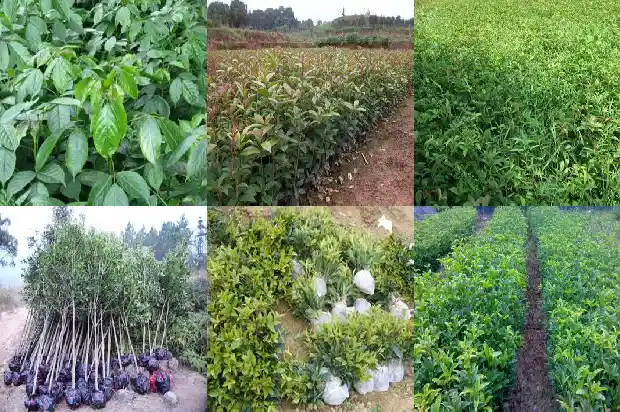 桂花树属于名贵树吗为什么1685581124543