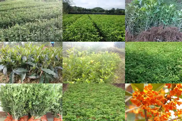 桂花树属于名贵树吗为什么1685581124590