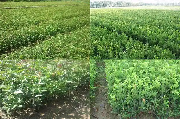 什么桂花最珍贵1685581134691