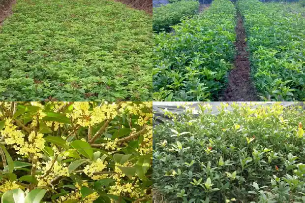 什么桂花最珍贵1685581134739
