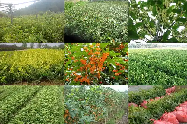 桂子花是桂花吗1685581144141