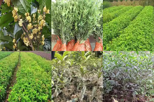 桂子花是桂花吗1685581144189