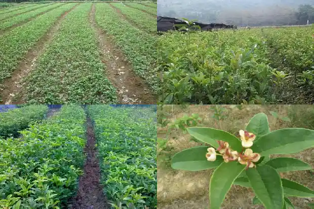 桂花树成树价格多少1689640427601