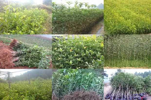 桂花树是什么树种类1685581153570