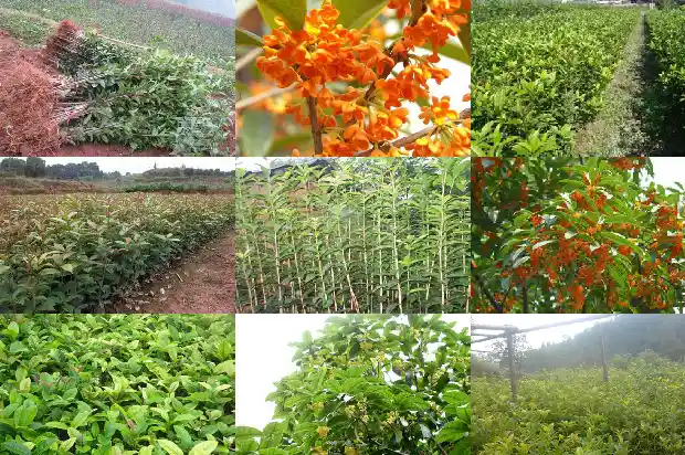 桂花树是什么树种类1685581153618