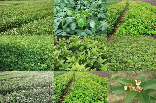 玫瑰桂花的功效与作用是什么1689313432332