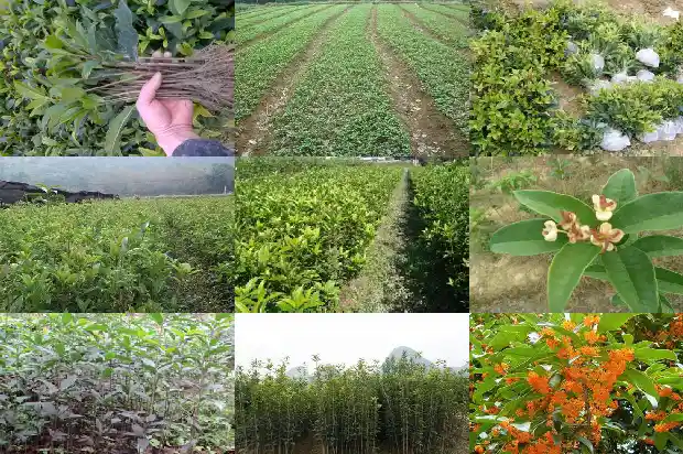 桂花树苗苗圃销售怎么样1685581165010