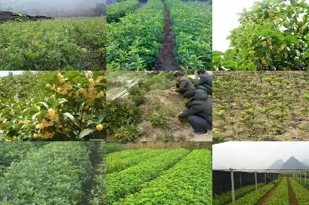 移栽桂花树价格多少钱一棵呢1690245757238