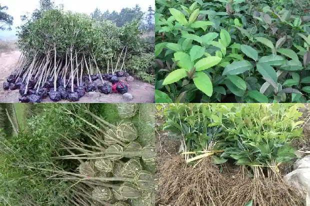 桂花树苗苗圃销售怎么样1685581165106