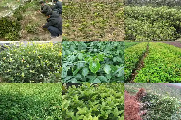 桂花树应该种在门前还是门后呢1685581186362