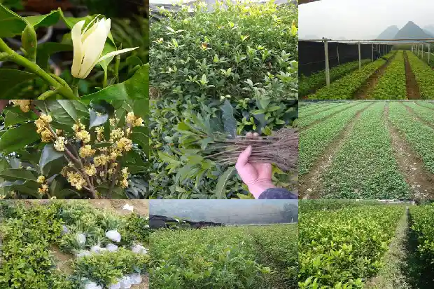 为什么说门前不能种桂花树呢1685581193877