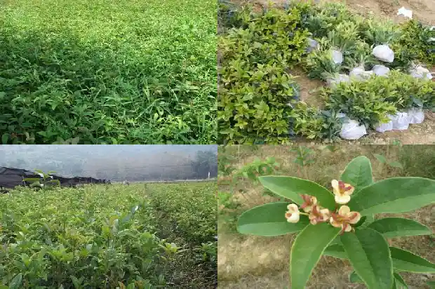 为什么门前不能栽桂花树1685581205772