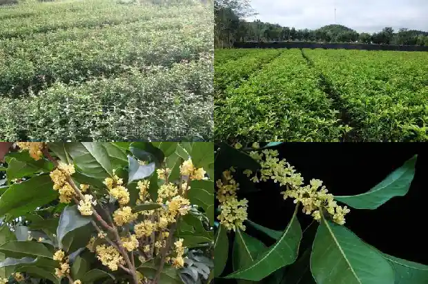 为什么门前不能栽桂花树1685581205820