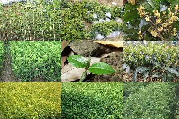 十二公分的桂花树价格是多少钱一棵1689726836092