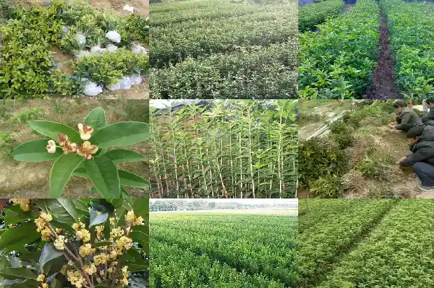 桂花树不能栽在门前吗1685581213318