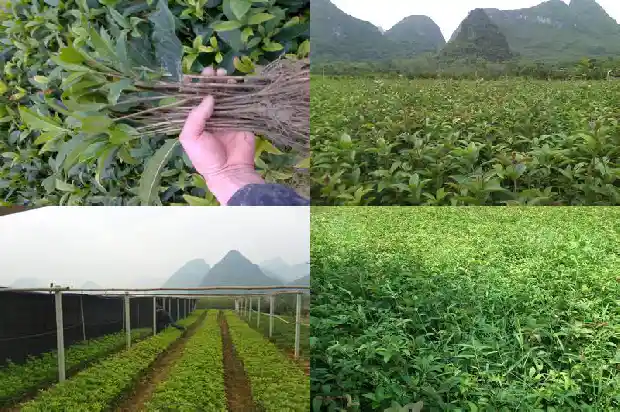 桂花树不能栽在门前吗1685581213366