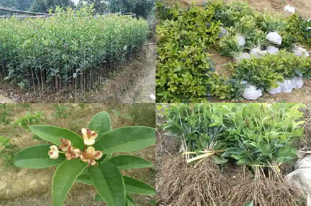 门后种桂花树好不好呀1685581222786