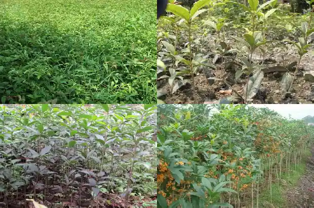 桂花树能栽在门前吗风水1685581230261