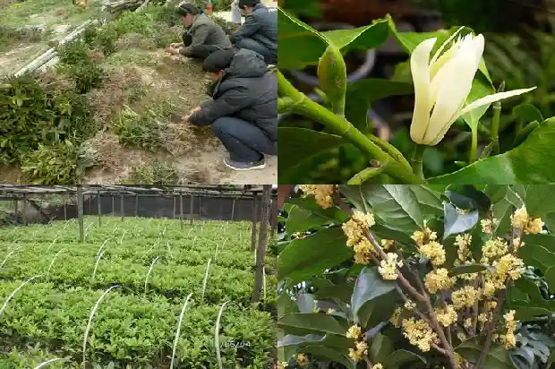 桂花树能栽在门前吗风水1685581230308