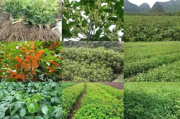 桂花树能栽在门前吗好吗1685581239789