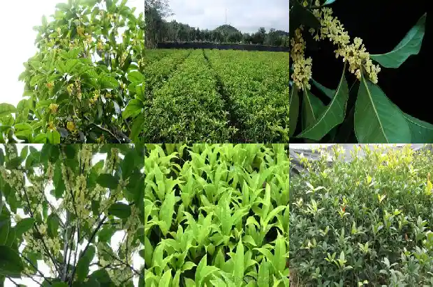 桂花树能栽在门前吗好吗1685581239836