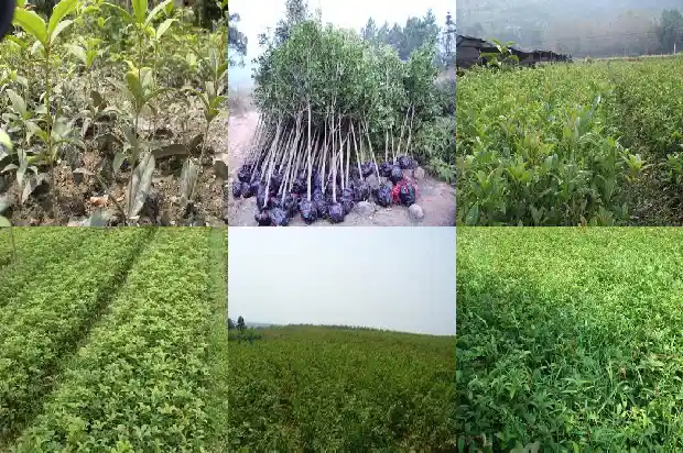 桂花树能栽在门前吗好吗1685581239883