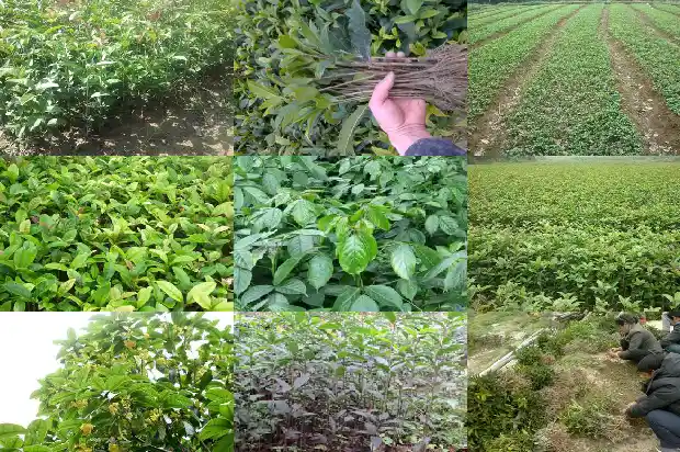门前种植桂花树与风水说法不一样怎么办1685581249327