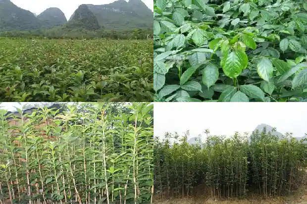 门前种植桂花树与风水说法不一样怎么办1685581249375