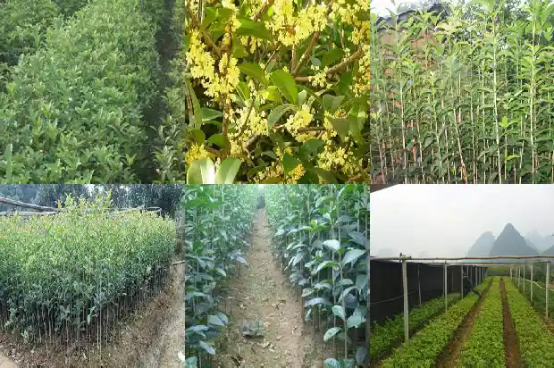 屋门口种桂花树风水好1685581256918