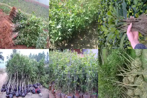 屋门口种桂花树风水好1685581256965