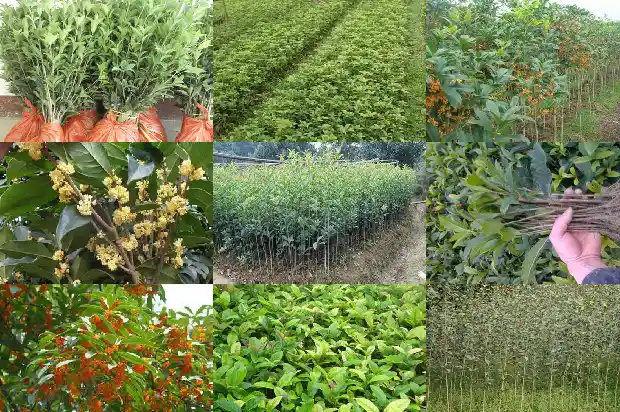 门旁栽桂花树好不好呀1685581268533