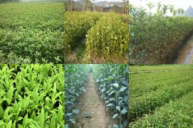 门旁栽桂花树好不好呀1685581268581