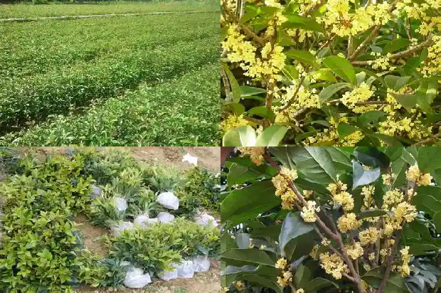 门旁栽桂花树好不好呀1685581268629