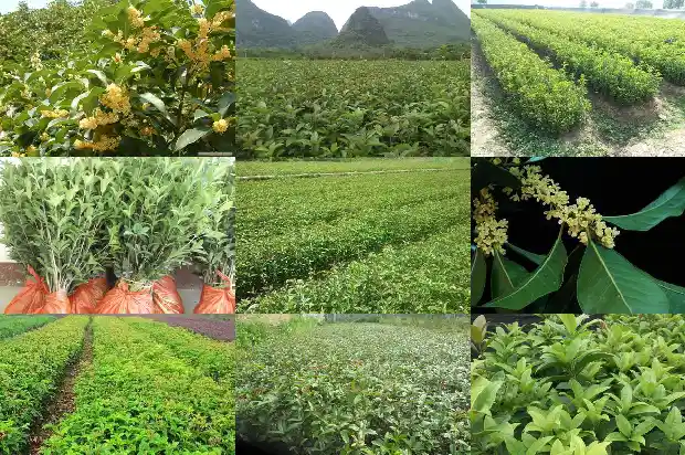 门旁栽桂花树好不好呀1685581268676