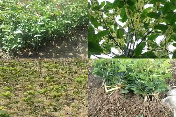 来姨妈喝桂花茶好吗1689121745734