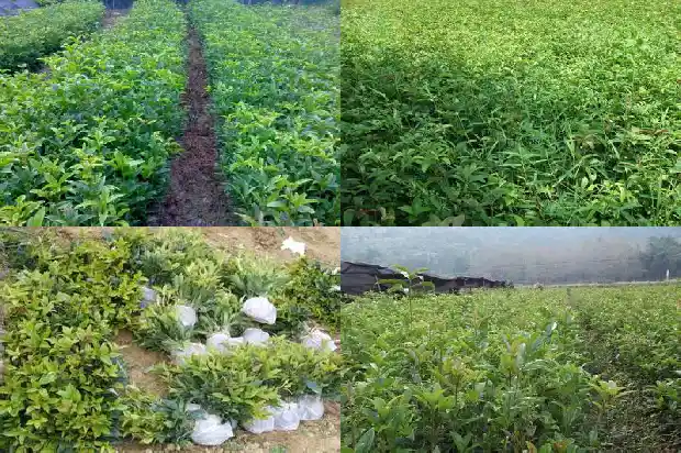 门前栽桂花树好不好风水1685581280459