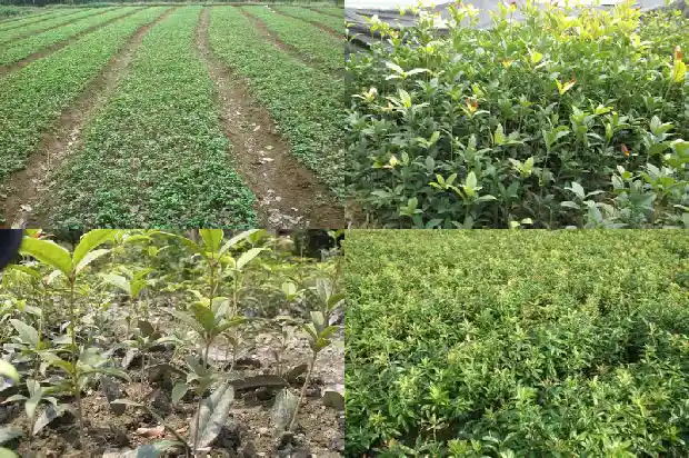 门前栽桂花树好不好风水1685581280551