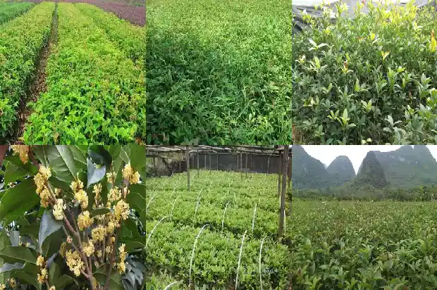 门前适合栽桂花树吗1685581289784