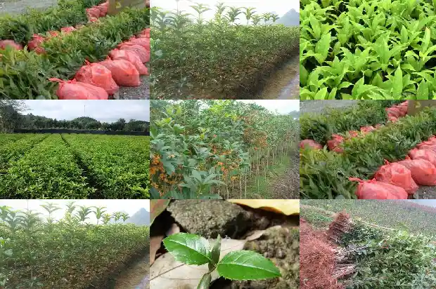 门前适合栽桂花树吗1685581289830