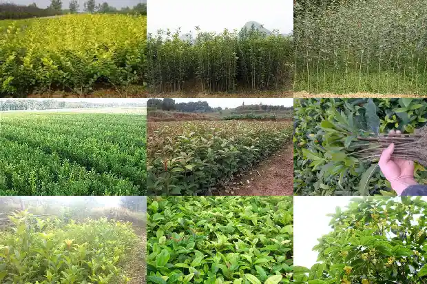 门前适合栽桂花树吗1685581289877