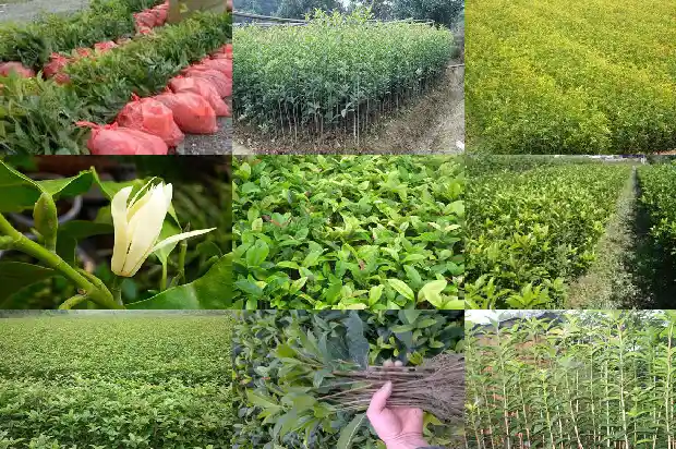 门前能栽桂花树吗?好不好风水1685581301478