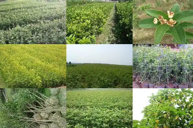 门前能栽桂花树吗?好不好风水1685581301526