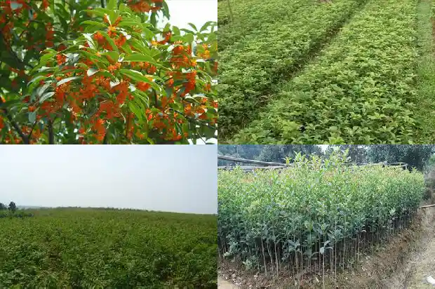 门前能栽桂花树吗?好不好风水1685581301574