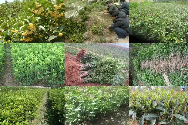 门前能栽桂花树吗?好不好风水1685581301621