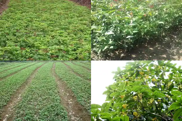 门前可栽桂花树吗1685581313285