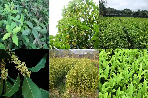 门前可栽桂花树吗1685581313332