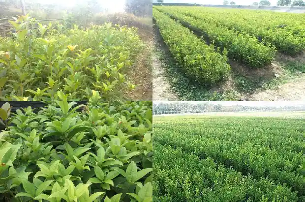 门前可栽桂花树吗1685581313378