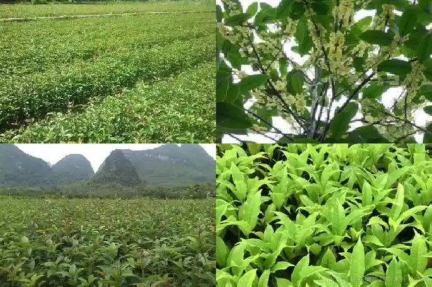 门前可栽桂花树吗1685581313425